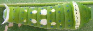 Later Larvae Top of Ulysses Swallowtail - Papilio ulysses joesa
